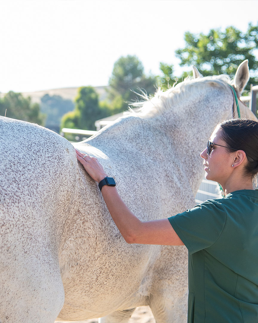 acupuncture-horse