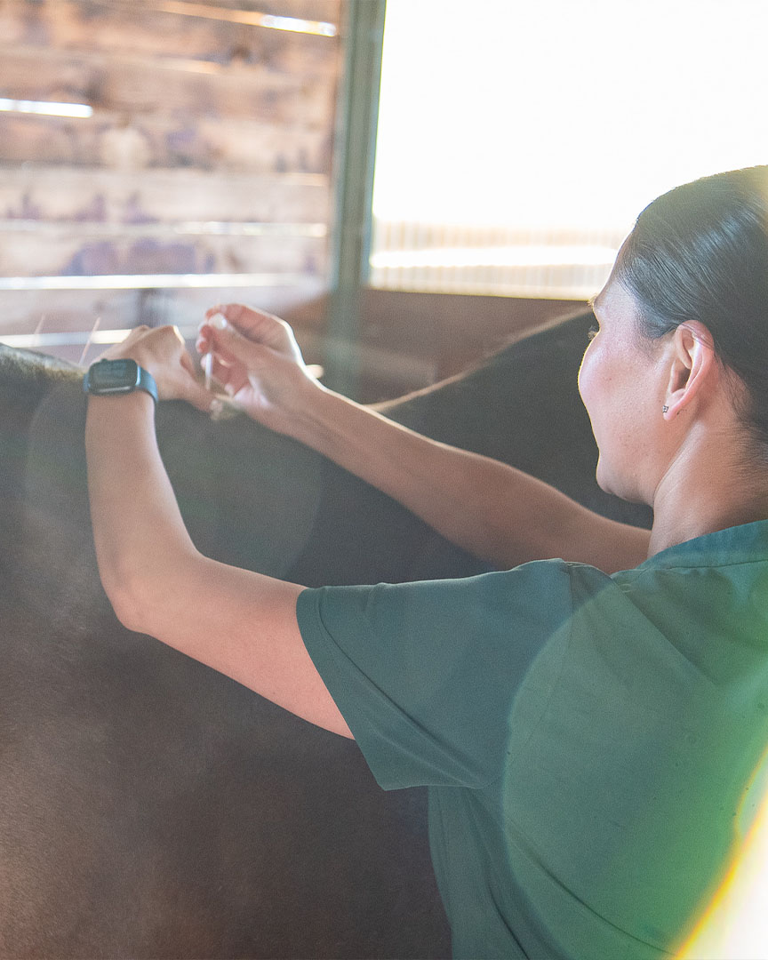 acupuncture-horse2
