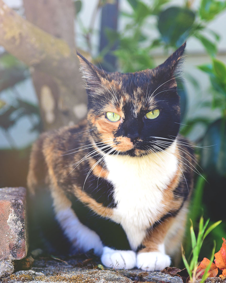 cat-staring