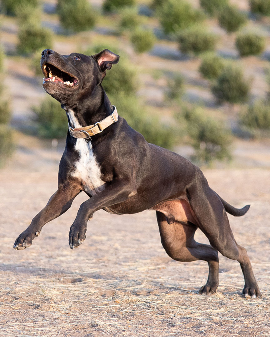 dog-action