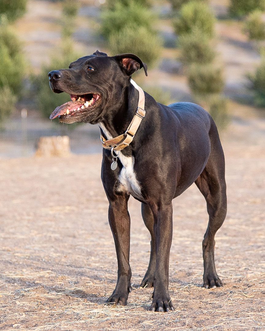 dog-standing