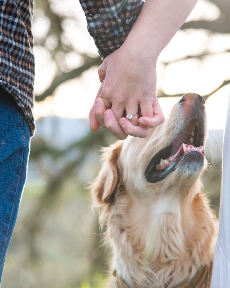 engagement-dog