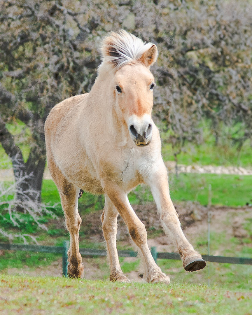 fjord-horse-running